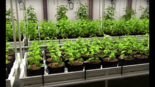 GREENHOUSE HIGH HUMIDITY - A big problem for your plants