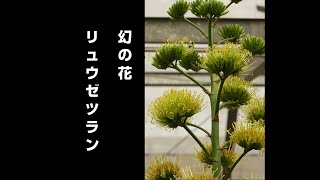 幻の花　リュウゼツラン