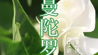 小说里的蒙汗药，华佗用的麻沸散，都是源于这株植物，曼陀罗 植物科普 我的乡村生活 大自然的馈赠 三农