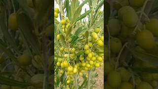 জয়তুন ফল গাছ jaitun oil plant nursery visit live #shortvideo