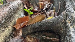 風雨是主的里拉