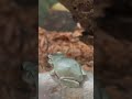 white’s tree frogs everevolvingexotics reptileshop tucson arizona frog amphibians bioactive