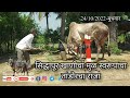 सिद्धापूर खाण तांडोरचा राजा khillarpremi cow bull khillar naadkhula खिल्लार_महाराष्ट्राची_शान