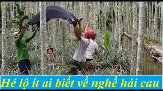 Hé lộ điều ít ai biết về nghề hái trái cau gần cống ngăn mặn Xẻo Rô Kiên Giang