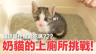 【好味小姐】奶貓的上廁所挑戰！貓砂是什麼能吃嗎？｜好味貓日常178