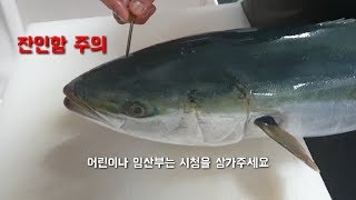 대방어회뜨기_대방어이케시메 상세설명_ブリ_nerve threading instruction on yellowtail