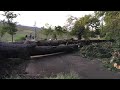 樹齢80年のヒマラヤスギが台風に倒された★都立狭山公園　an 80 year old cedar tree was destroyed by a typhoon