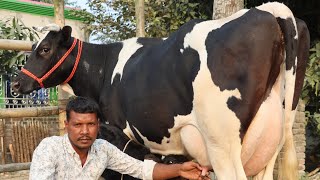 প্রতি গাভীতে ৩০ লিটার গ্যারান্টি।বর্ষসেরা কালেকশন।১০ দিন যাচাই করে দেখে নেওয়ার সুযোগ। গরুর হাট