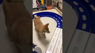 ミニ四駆と柴犬 / Mini 4wd and Shiba