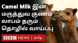 Camel Milk-Diabetes : என்ன தொடர்பு? ஏன் ஒட்டகப் பால் விற்பனை அமோகமாக இருக்கிறது? | Kenya |