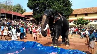 'തൃക്കടവുർ ശിവരാജു At mukhathala Murari Temple Festivel 2017