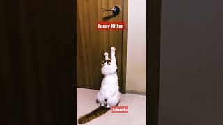 kitten @awwanimal1111 #shorts #funnycat #shortvideo #aww #cat #animalshorts #catlover #shortbreak