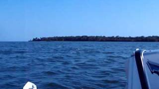 Dolphins swimming beside Blue Bayou, our Sea Pearl Trimaran, at Cedar Key, FL