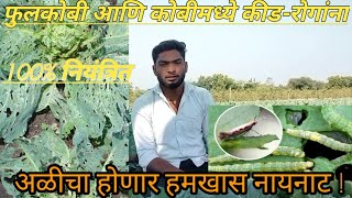 फ्लॉवर आणि कोबीमध्ये कीड व रोगांना100%Cabbage Cauliflower Farming#mhfarmer#indianfarmer #couliflower