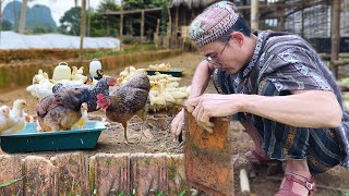 Utilize discarded bricks to build a great chicken coop