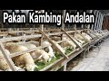 Pakan Kambing Andalan DADONG AWOK farm