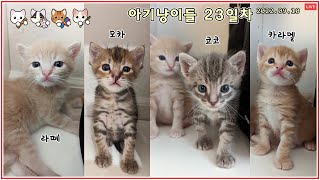 사랑스런 아기냥이들 1주일동안 얼마나 컸을까? 23일차 #아기냥이모카 특집