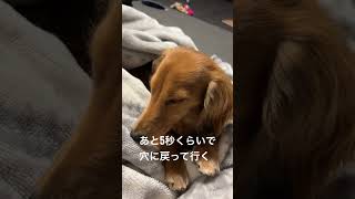 眠すぎて穴に戻っていく犬【ダックスフンド子犬】#子犬#おうち時間#犬の寝顔