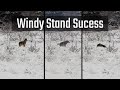 Coyote Hunting in High Winds