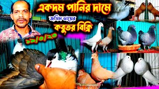 একদম পানির দামে কবুতর বিক্রি | খুবই সীমিত দামে বিক্রি হবে খামারী জসিম ভাইয়ের কবুতর | কম দামে কবুতর