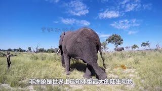 重五吨的大象都能被吃，为何狮子却不吃大猩猩，难道是打不过？