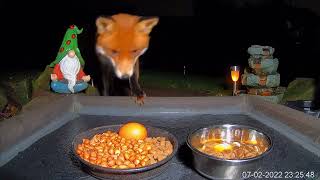 Mischievous Fox Vandalises Ground Feeder and Eats Nothing!