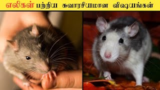 எலிகள் பற்றிய சுவாரசியமான தகவல்கள் _ facts about rat's _ factpedia Tamil _ facts in minutes #shorts