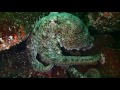 huge pacific octopus