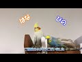 怒るセキセイインコ　ぴの11ヶ月　pinohana