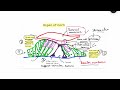 organ of corti diagram physiology of hearing special senses mbbs 1st year