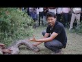 11 foot python eats blackbuck deer here’s how we rescued it