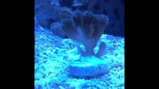 Acclimating new SPS coral