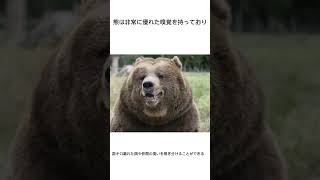 熊の面白い雑学