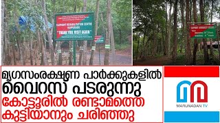 കോട്ടൂരില്‍ രണ്ടാഴ്ചയ്ക്കിടെ രണ്ടാമത്തെ കുട്ടിയാനയും ചരിഞ്ഞു l Elephant Centre Kappukadu