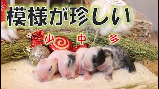 【珍しい模様】うさぎの赤ちゃんが生まれました～