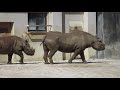 安佐動物公園　クロサイ母娘　サキとニコ