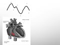 examination of jugular venous pressure and jvp waveform.