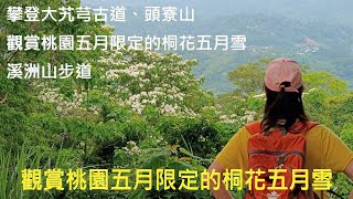 [姨婆趴趴走]第87集 :桃園五月限定的桐花之旅，攀登大艽芎古道、頭寮山，觀賞桃園五月限定的桐花五月雪/大溪景點/桃園景點/台灣景點/