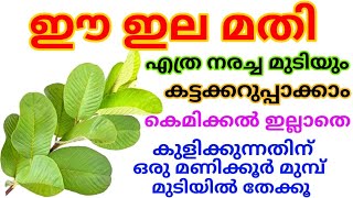 മുറ്റത്തുള്ള ഈ ഇല മതി എത്ര നരച്ച മുടിയും ഒറ്റയൂസിൻ കറുപ്പിക്കാം|| Natural Hair Dye