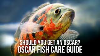 Should I Get an Oscar Fish? - How to Keep Oscar Cichlids