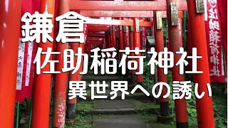 【佐助稲荷神社　怖い】異世界へのいざない。49基の鳥居をくぐると、空気感が変わります。Kamakura Sasuke Inari Shrine