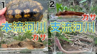 【ガサガサ】【２本立て】プチ遠征ガサ！第三弾は、またまた、本流河川と支流河川でガサガサして見たら、とても勉強になりました！！NO.123・NO.124