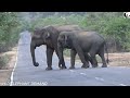 elephant trouble with vehicles and elephant fight while sharing food.गाड़ियों में हाथी से परेशानी ख