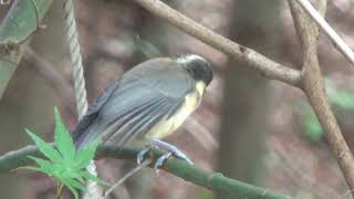 音声注意！ヤマガラ　幼鳥、餌ねだり