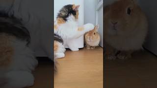 Cat vs rabbits #funnyshorts #funny #funnypetsmoments #catvideos #cat #catfunny #funnypetslife