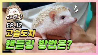 고슴도치 핸들링 방법은 뭘까나?!