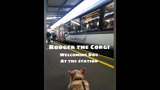 Rodger the Corgi Welcoming Dog at Train Station【ロジャーの思い出】駅で出迎えるコーギー犬　#corgi #doglovers #コーギー #犬 #虹の橋