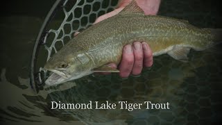 Frontier Unlimited: Diamond Lake Tiger Trout