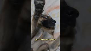 German Shepherd Playing Time|Jack The German Shepherd| #germanshepherd #doglover #gsd #cute #cutegsd