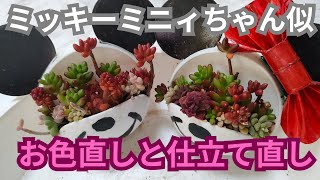 【vlog232多肉植物】2025、1セリアのソープホルダーが可愛い鉢に変身‼